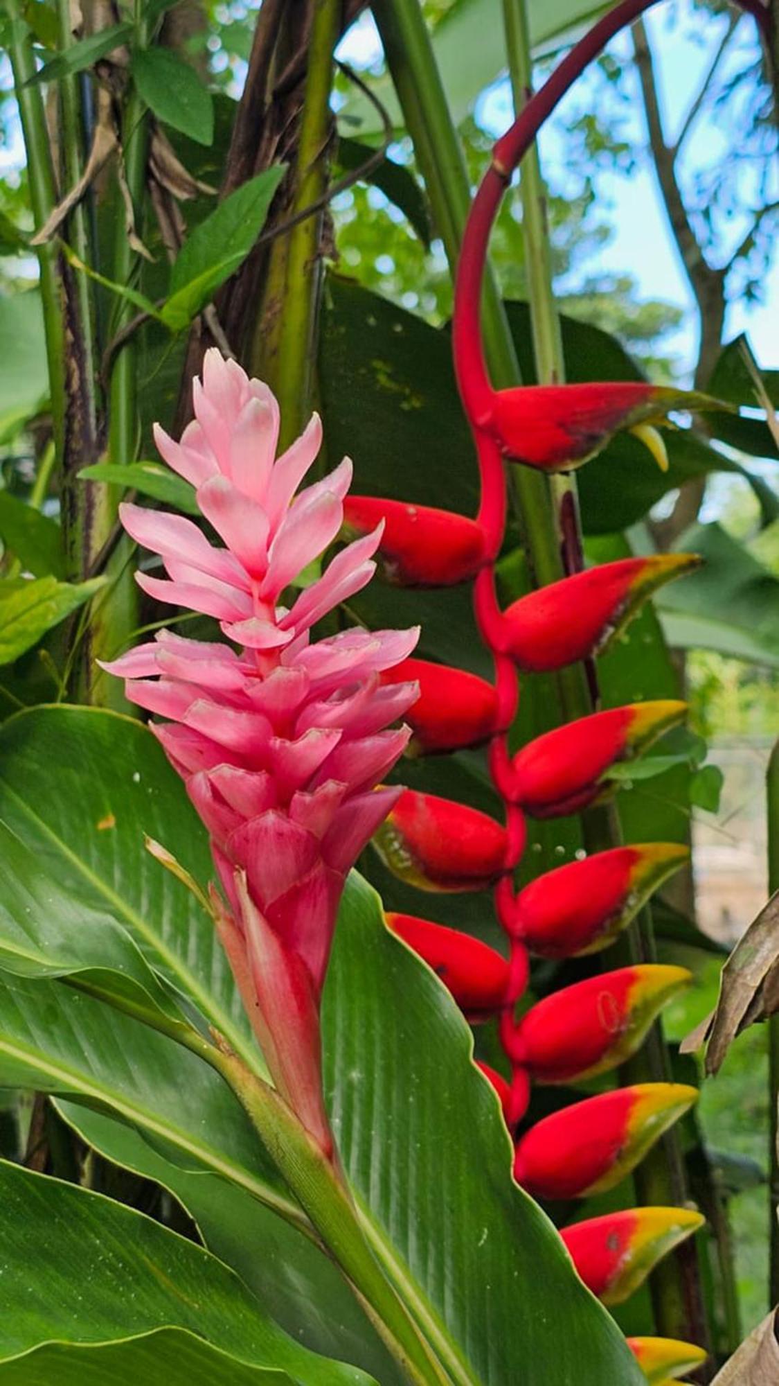 Villa U Sule Cahuita Esterno foto
