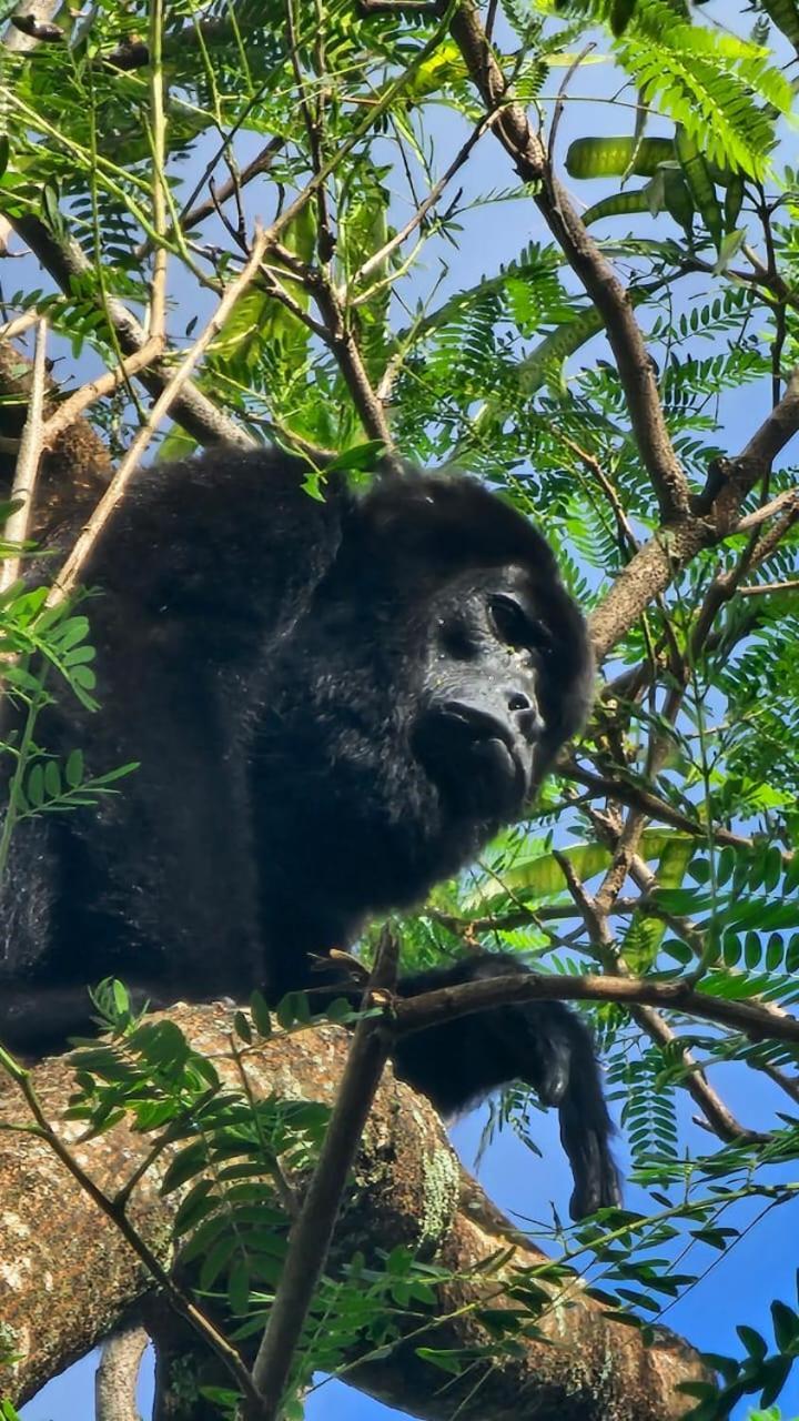 Villa U Sule Cahuita Esterno foto