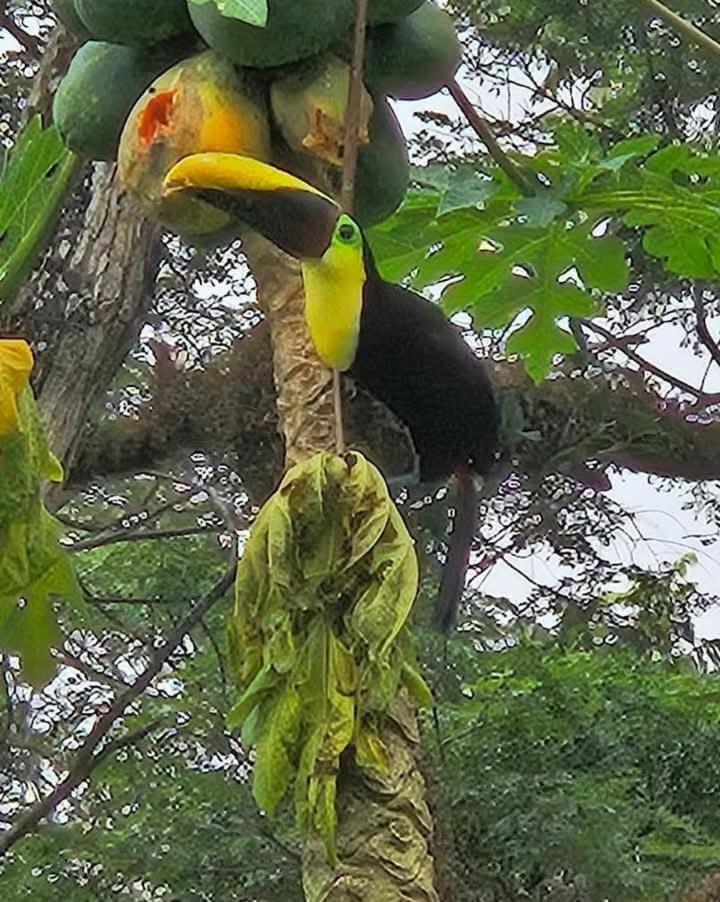 Villa U Sule Cahuita Esterno foto